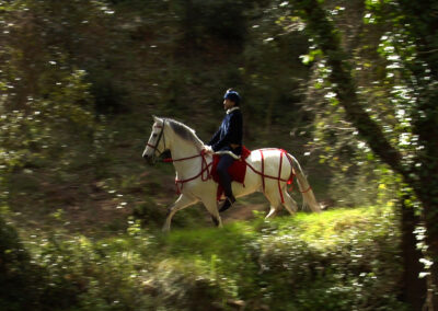 Guillem de la Bona al bosc de Marmellar