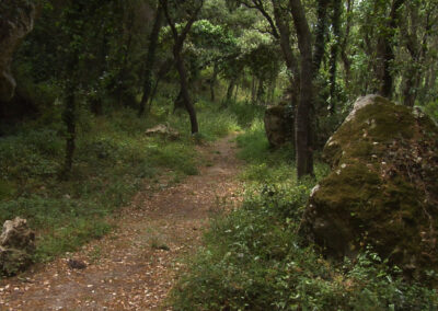 El bosc de Marmellar